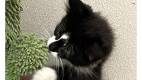 Timothy - Domestic Medium Hair
