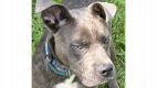 Howard - Pit Bull Terrier