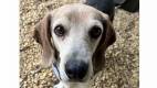 Hank - Beagle