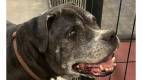 Ebony - Labrador Retriever &amp; Pit Bull Terrier Mix