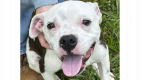 Dobby - Pit Bull Terrier Mix