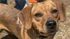 Ernesto - Hound Mix