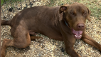 Moose - Doberman Pinscher