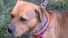 Penny - Mountain Cur Mix