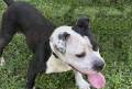 Dirk - Pit Bull Terrier Mix