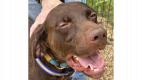 Caribou - German Shorthaired Pointer