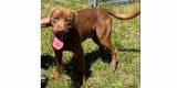 Hunter -  Chocolate Labrador Retriever &amp; Chesapeake Bay Retriever Mix