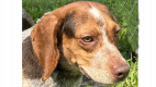 Stewart - Beagle &amp; Hound Mix