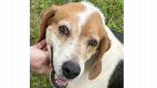 Clay - Hound & Beagle Mix