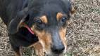 Lily - Black and Tan Coonhound & Hound Mix