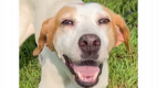 Lisa - Hound