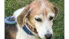 Pumpkin Pie - Hound Mix